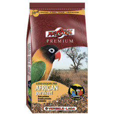 Premium African Parakeet
